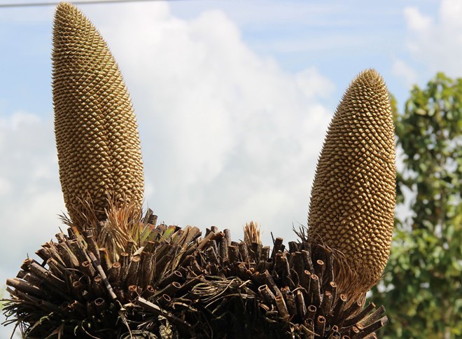 [Image: hoa_van_tue_5.jpg]