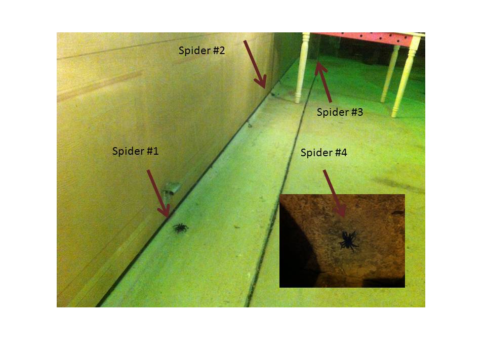 Bexar County Entomology Trapdoor Spiders Make an Appearance