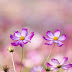 Flower Wallpaper Tumblr