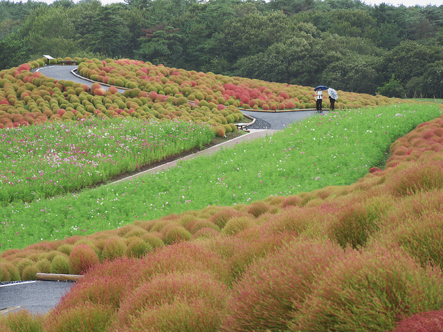 Hitachi Seaside Park: lindo parque japonês