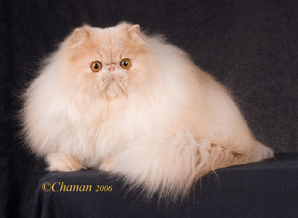Persian Cats Rescue Florida Persian Cats Rescue Florida
