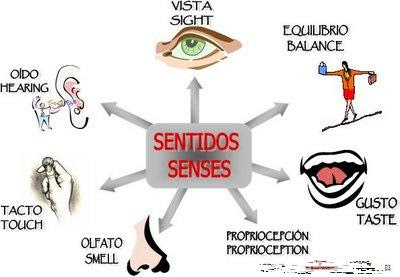 ORGANOS SENSORIALES - IMAGENES DIBUJOS