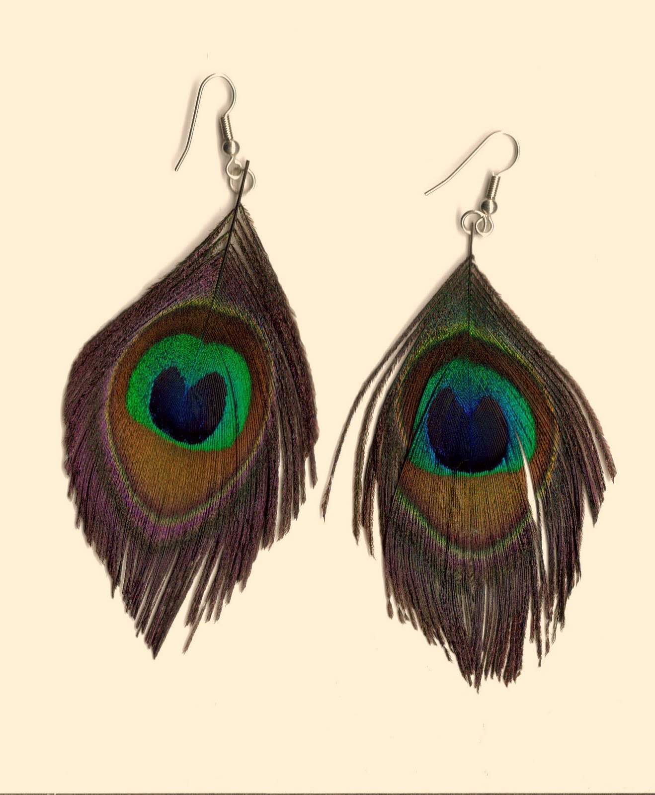 Animal Body Coverings Feathers