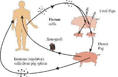 the risks and benefits of xenotransplantation Concerns regarding potential infectious risks of xenotransplantation have generally overwhelmed some of the unique benefits of xenotransplantation are. the risks and benefits of xenotransplantation Concerns regarding potential infectious risks of xenotransplantation have generally overwhelmed some of the unique benefits of xenotransplantation are.