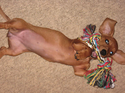 Tammy, miniature dachshund, dog