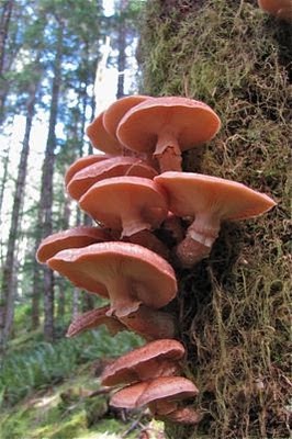 DAB 510 Architecture Design 5 Blog: Parasitic plants