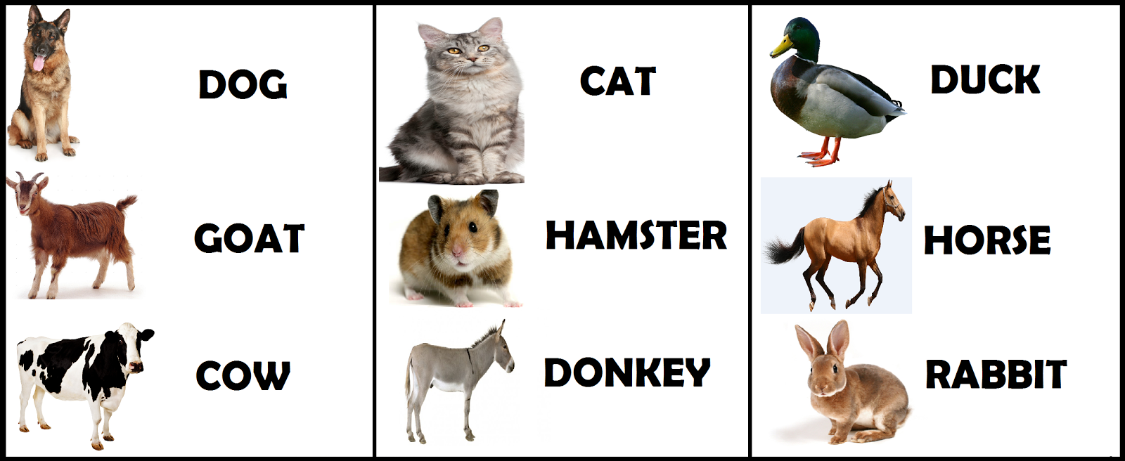 domestic animals 10 words
