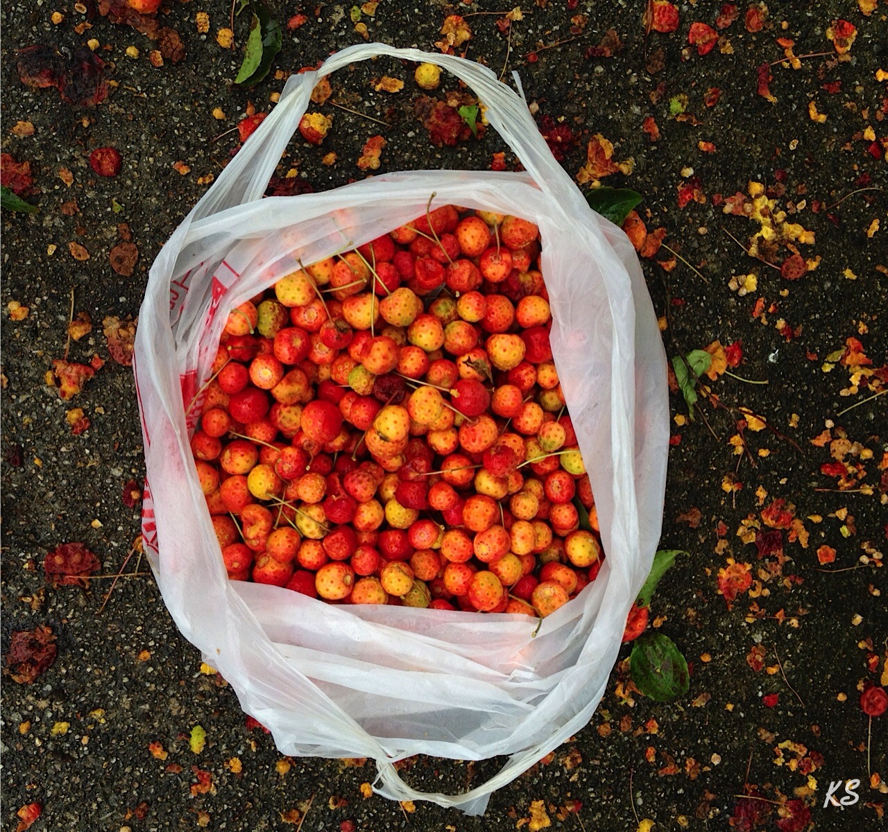 Less Noise, More Green Foraging for Kousa Dogwood berries and muffin recipe