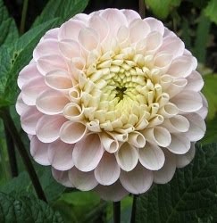 Dahlia