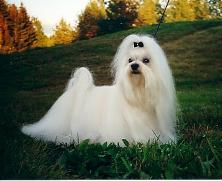 maltese-dog maltese dog puppy breeds hound chien hund perro canine animals domestics maskotak pets Haustiere huisdieren animaux de compagnie husdjur info