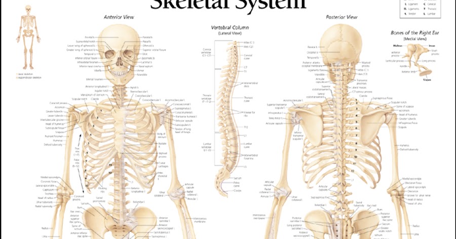 HUMAN BODY SYSTEM: Human Skeleton System and Its Different Parts