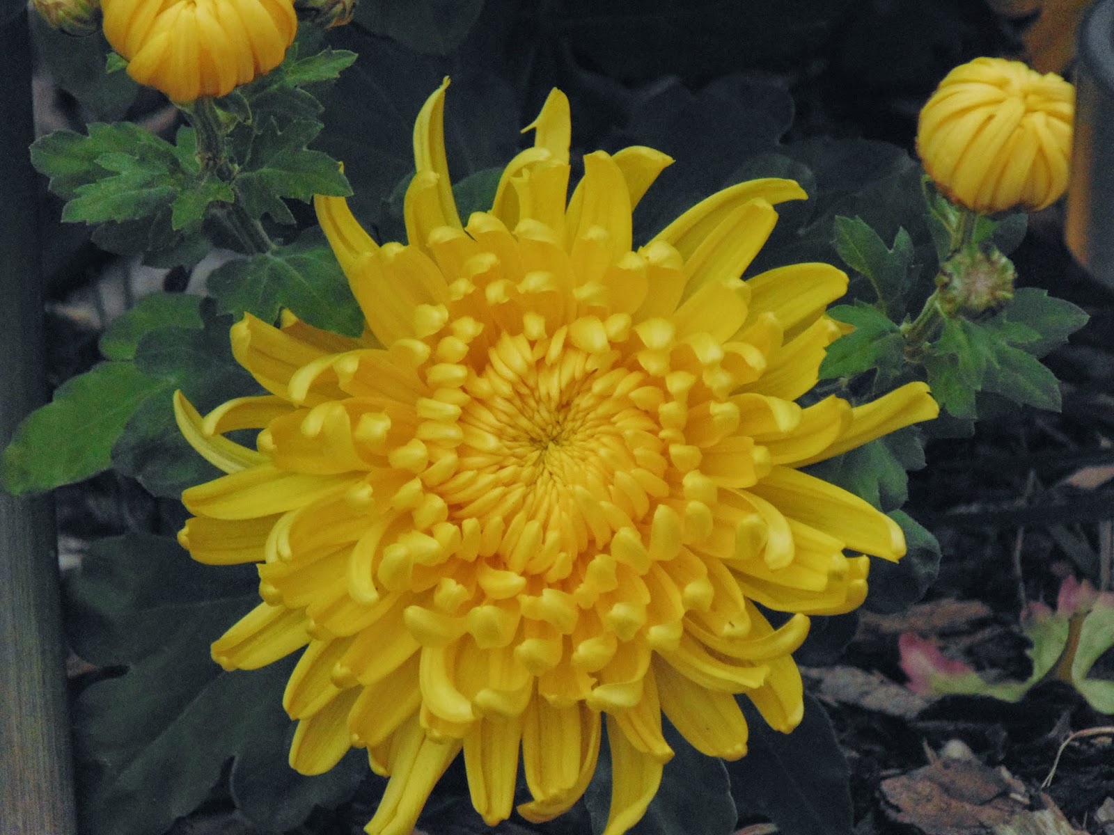 Chrysanthemum season Life in Luxembourg