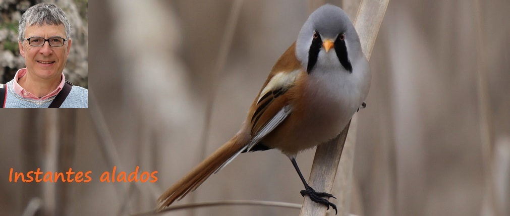        Blog de aves: Instantes alados