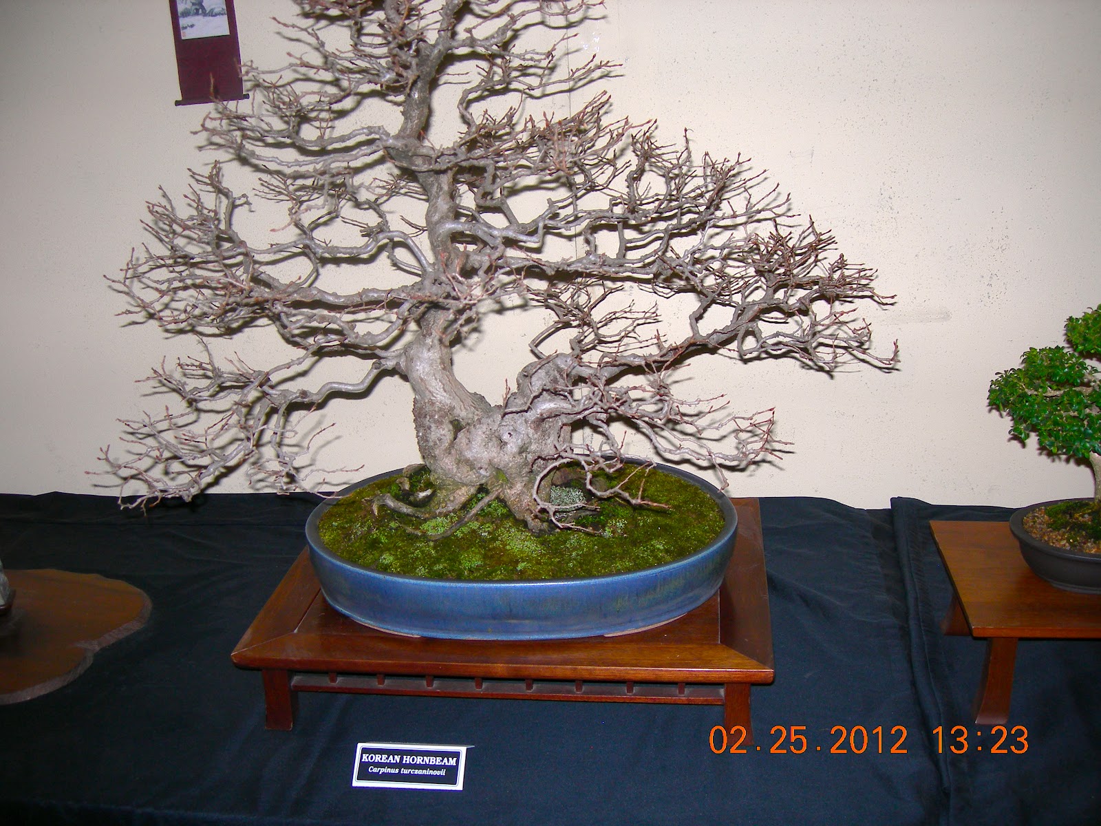 WeedsNWildflowers Garden Expo, Harrisburg PA Bonsai