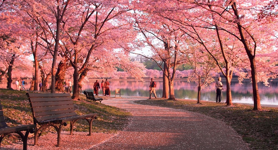 LAST CHANGE TO BE FIRST TO ENJOY JAPAN'S 2014 CHERRY BLOSSOM SEASON