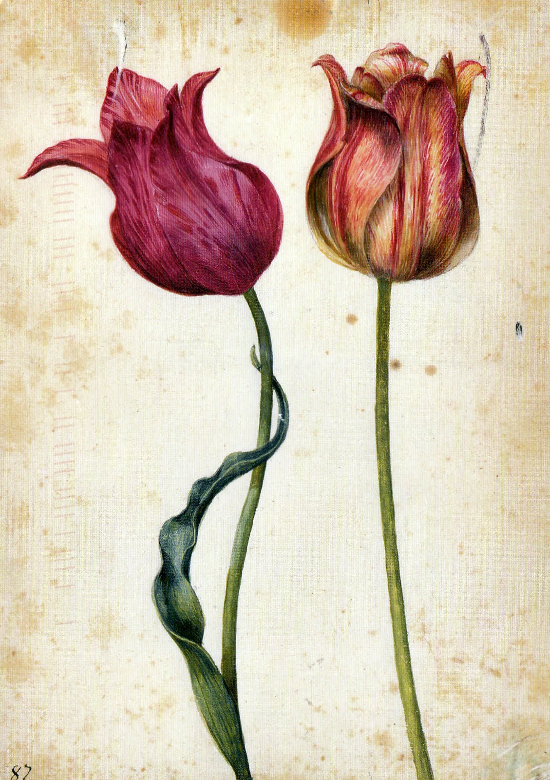 Little Red Mail Box two tulips