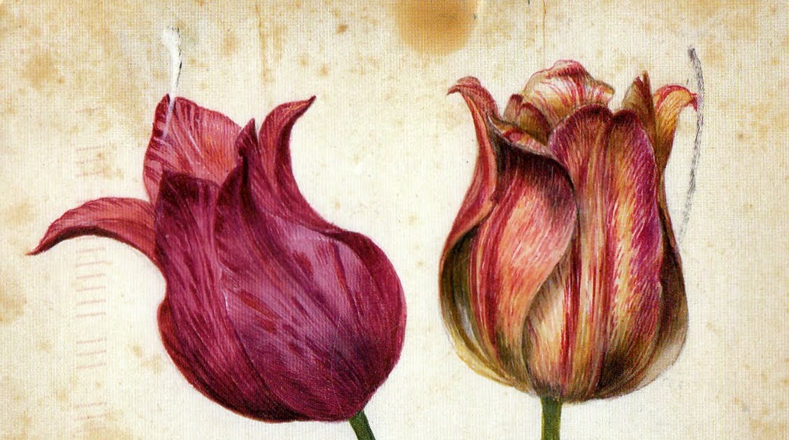 Little Red Mail Box two tulips