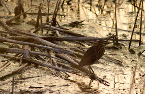 Green Heron