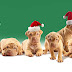 Kerst achtergrond met jonge hondjes