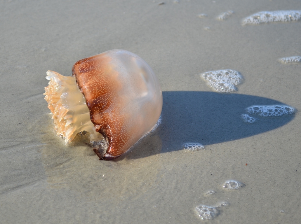Hunting Island State Park Adventures Gypsy Jema
