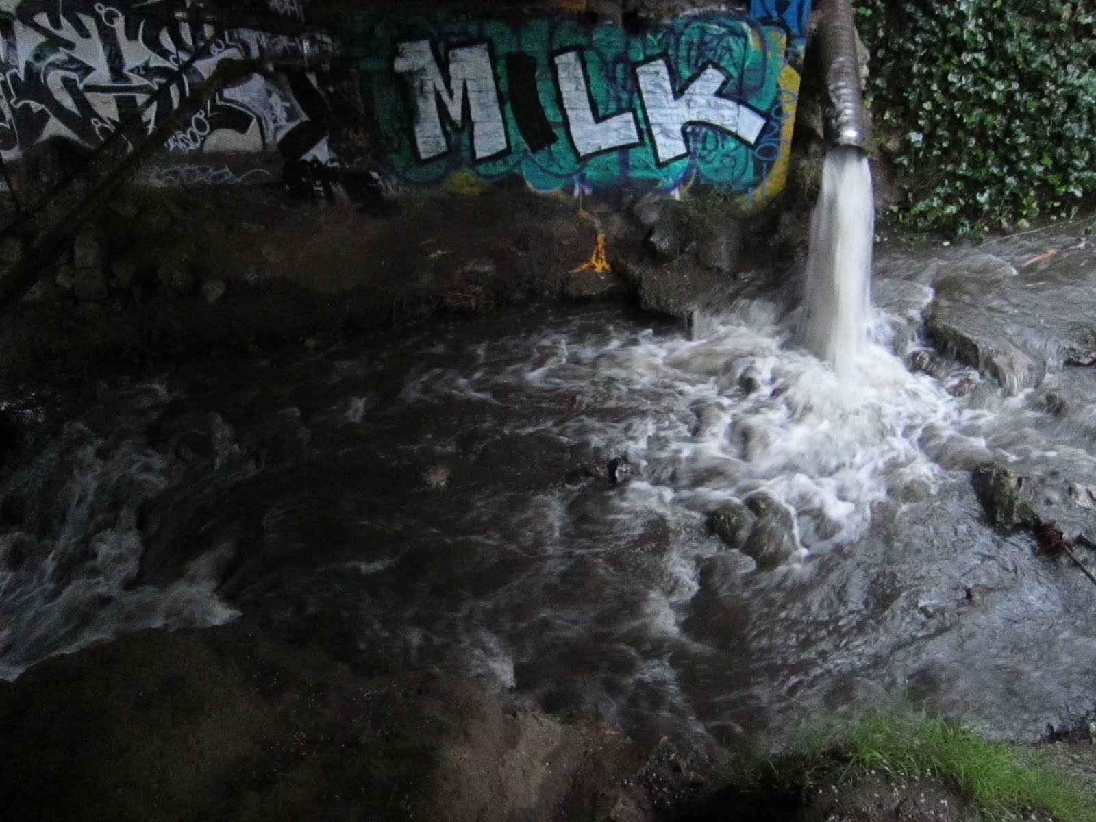Gambolin' Man LIVE OAK PARK Meditative Strolling and Reflective
