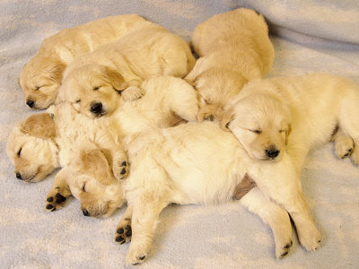 Golden Retriever Puppy Photos