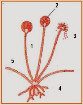 Biology Page Fungi Essay