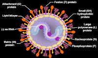RESPIRATORY SYNCYTIAL VIRUS RESPIRATORY SYNCYTIAL VIRUS