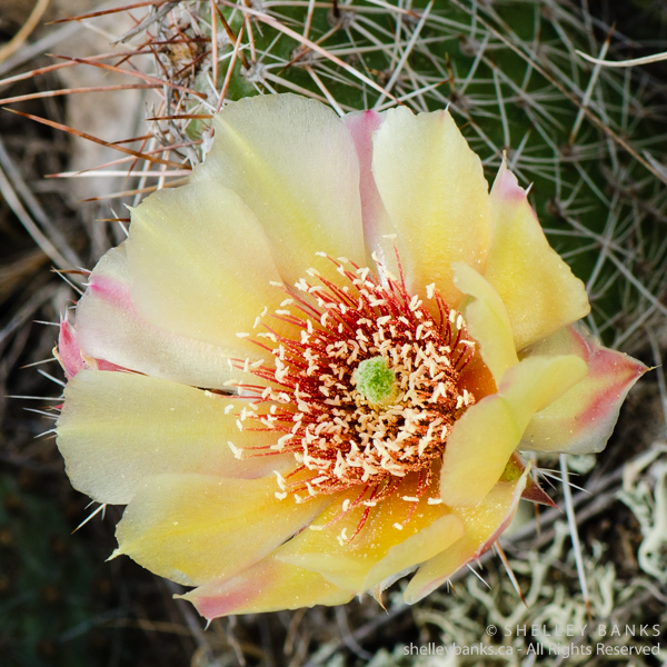 Prairie Wildflowers Prickly Pear Cactus flowers in Grasslands National