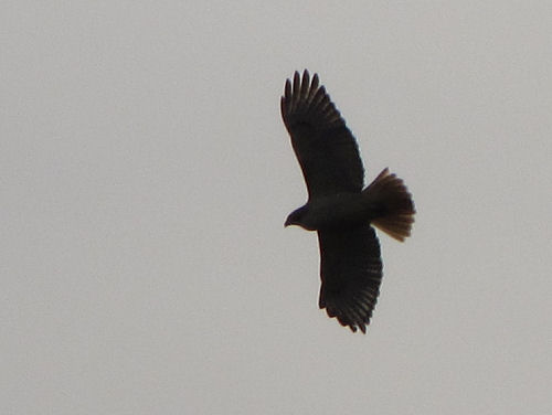 red tail hawk
