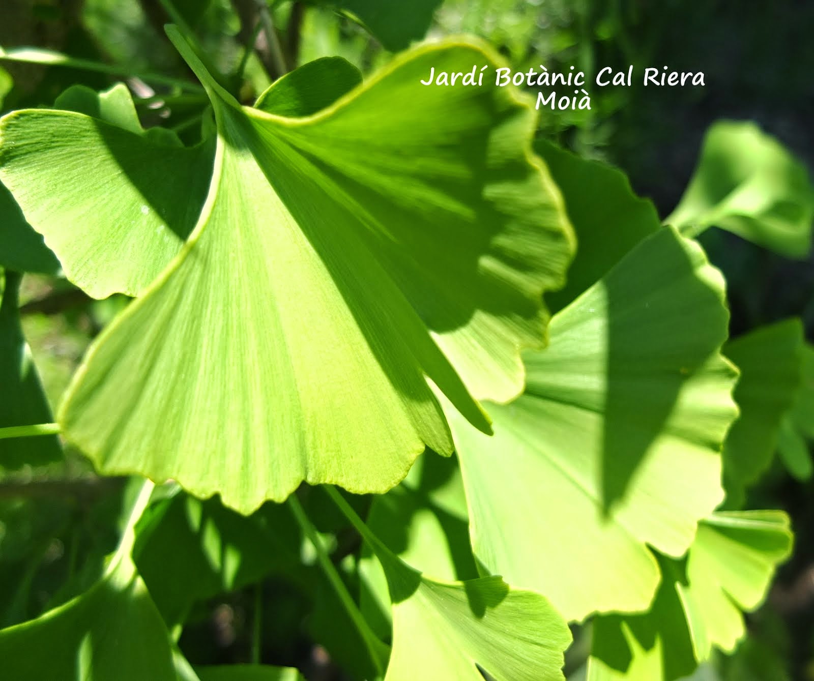 Ginkgo biloba