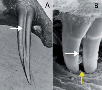Snake Fang Types