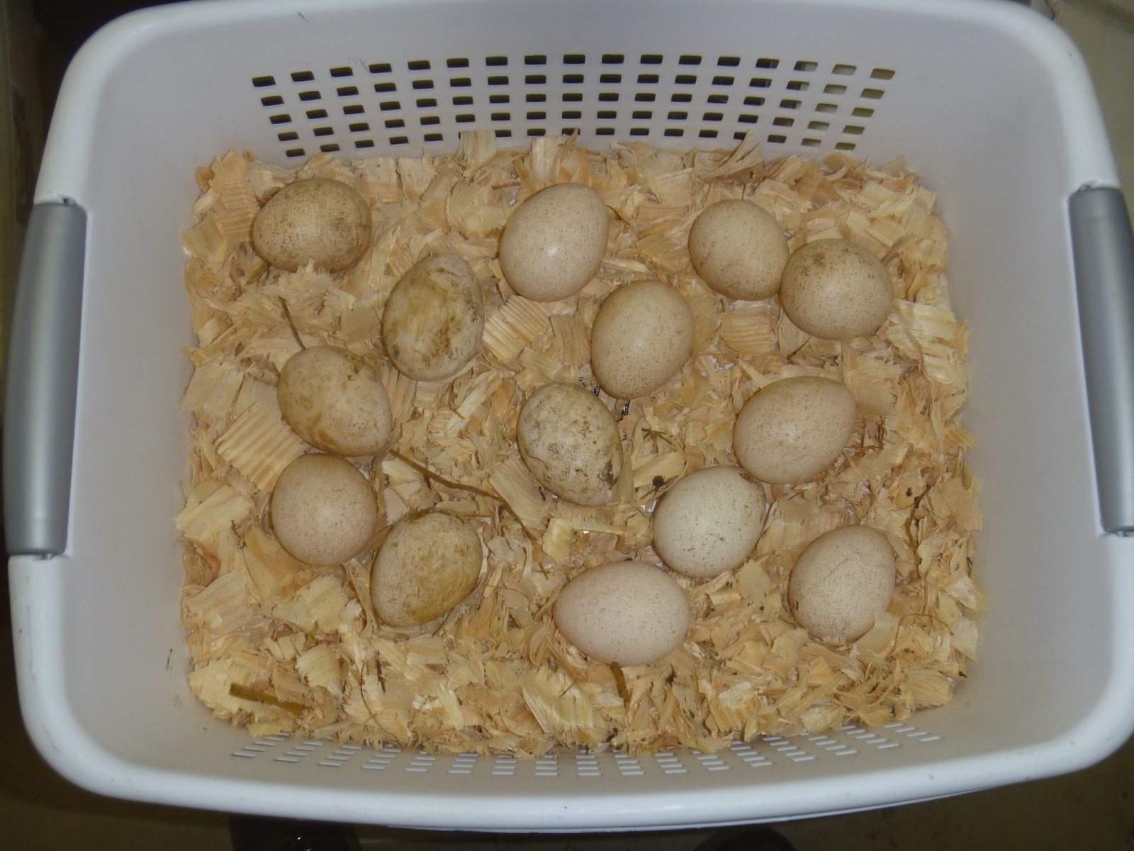 The Corray's Home Incubating Turkey Eggs