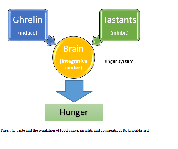 Hypothesized relationship between ghrelin and tastants