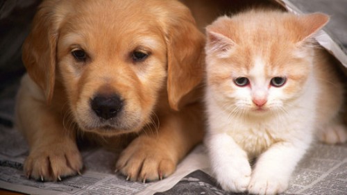 Stop Animals Abuse Seperti Anjing Dan Kucing