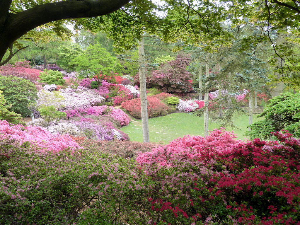 Wild Future trip reports Virginia Water, Windsor Great Park, July 2011