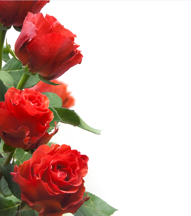 targetas de flores