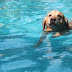 5+1 συμβουλές για την ασφάλεια του σκύλου στο νερό...