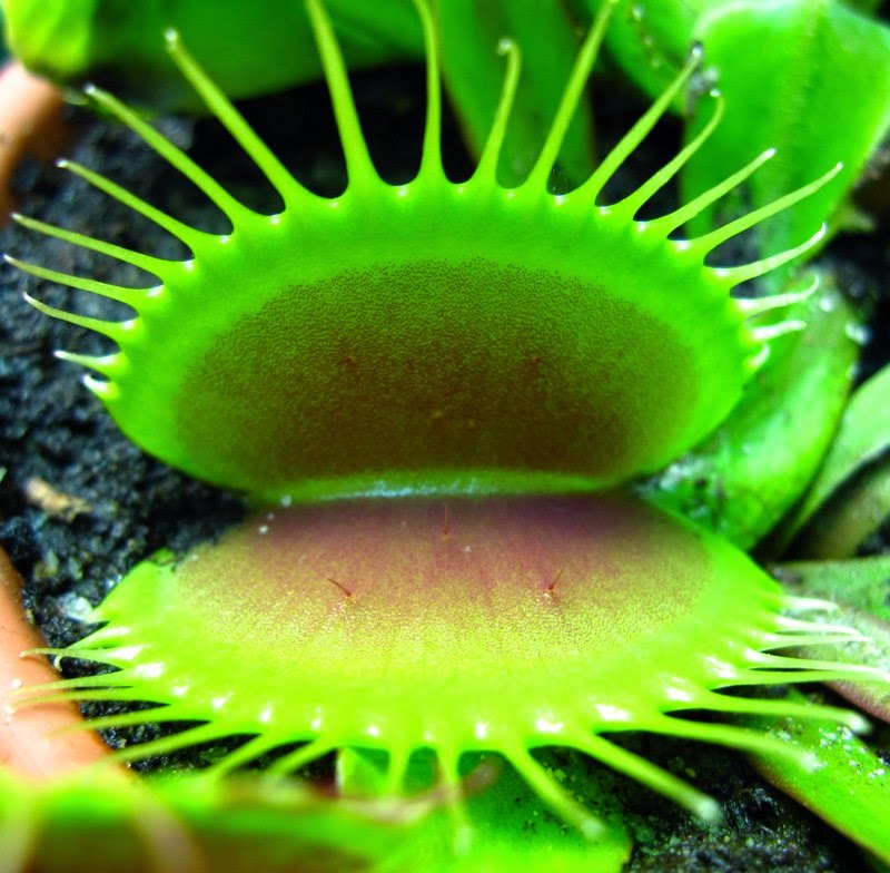 Growing carnivorous plants for more than 5 years (79 Pics) 