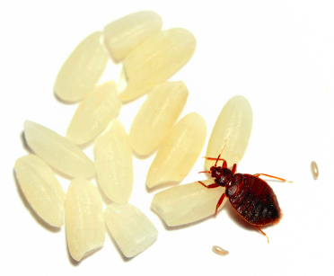 Bed Bug Near Rice & With Eggs Bed Bug Near Rice & With Eggs