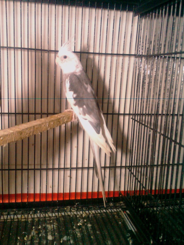 Eno Paid Cocktail Parrot Pair For Sale Pets For Sale In Pakistan