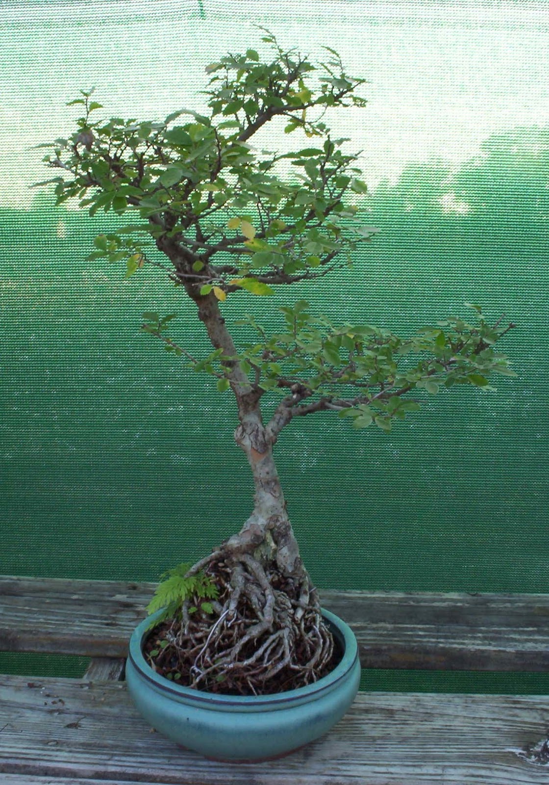 Bonsai Beginnings Chinese Elm tough, durable,