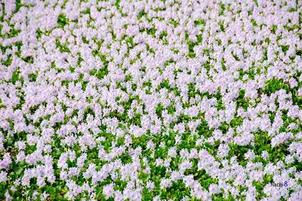 [Image: ngam-tham-hoa-luc-binh-tren-dong-que-4.jpg]