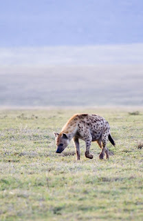Spotted Hyena eating grass
