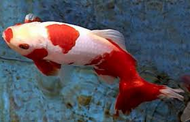 Global Ikan Hias