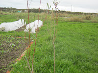 Willow - St Ives Allotments