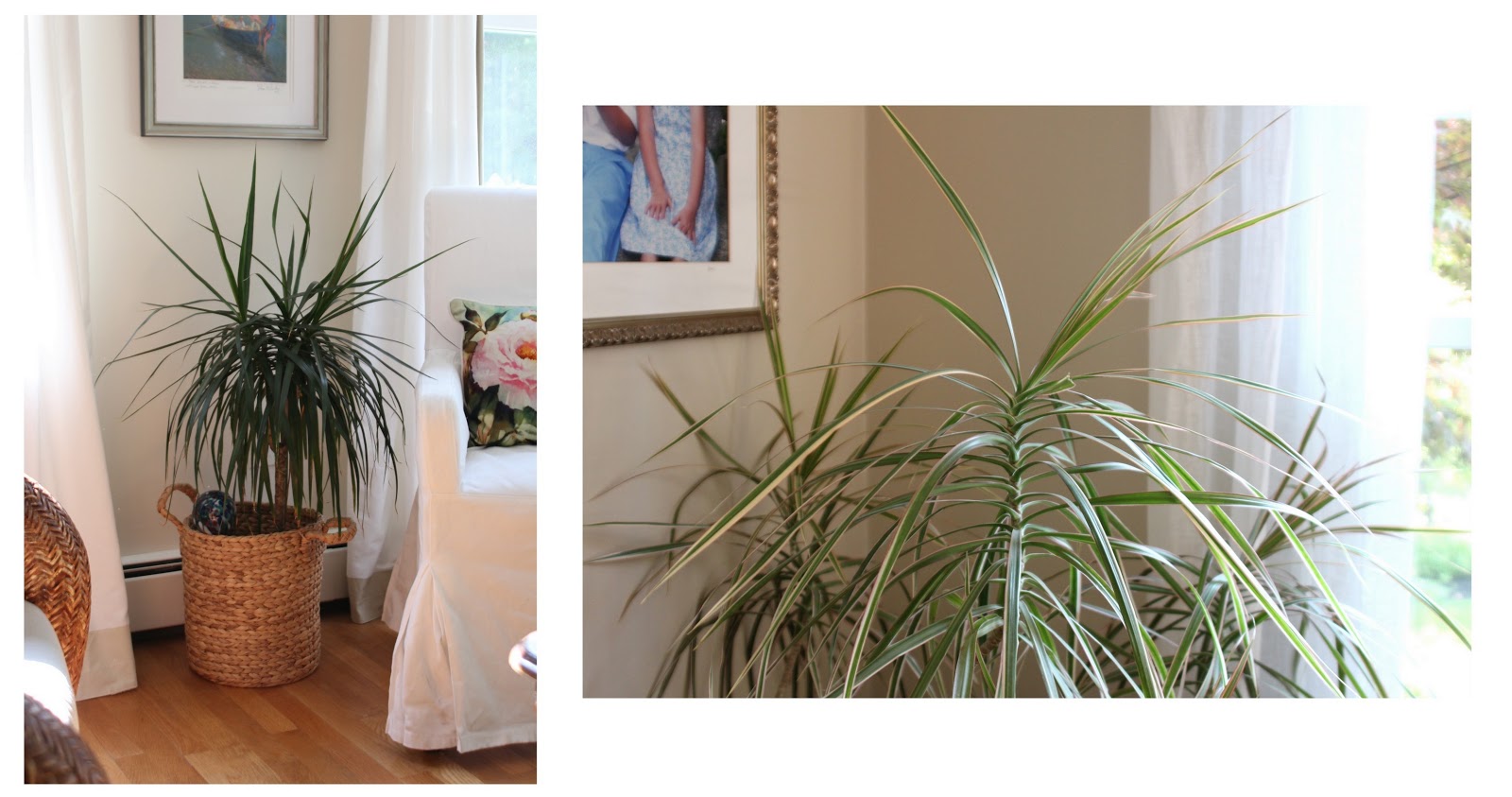 plants dragon tree