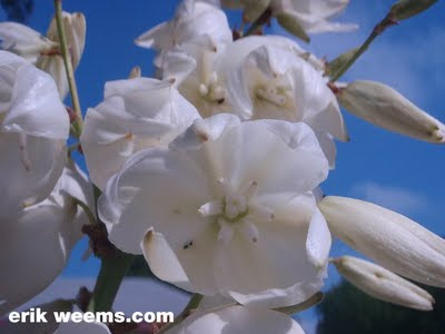 Yucca Plant White Bloom