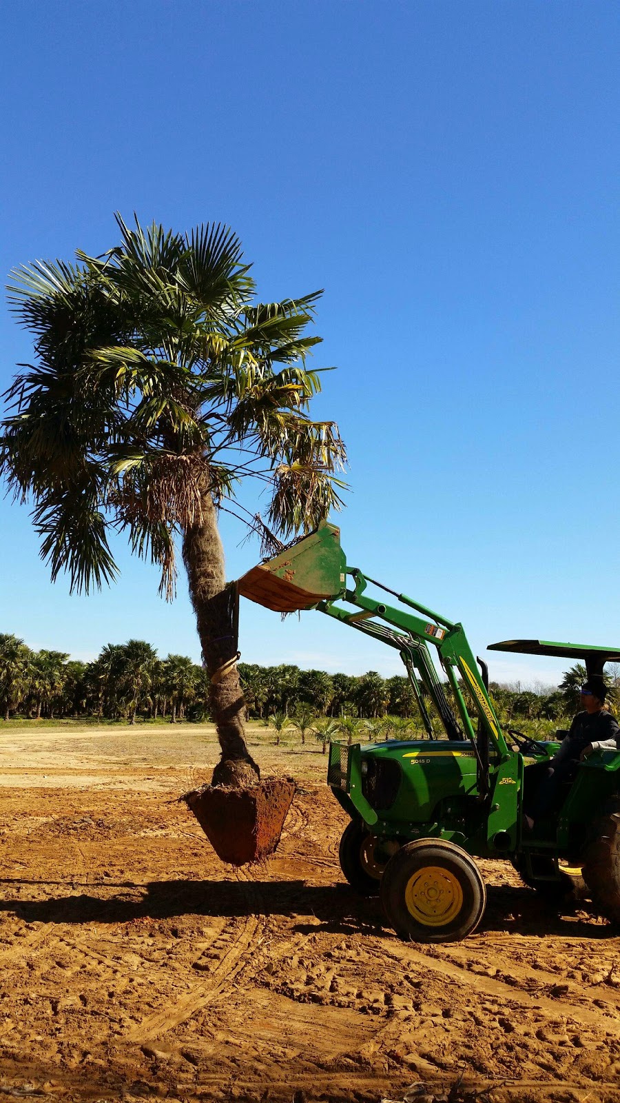 Cold Hardy Palm Trees in Houston Windmill Palms in Houston TX