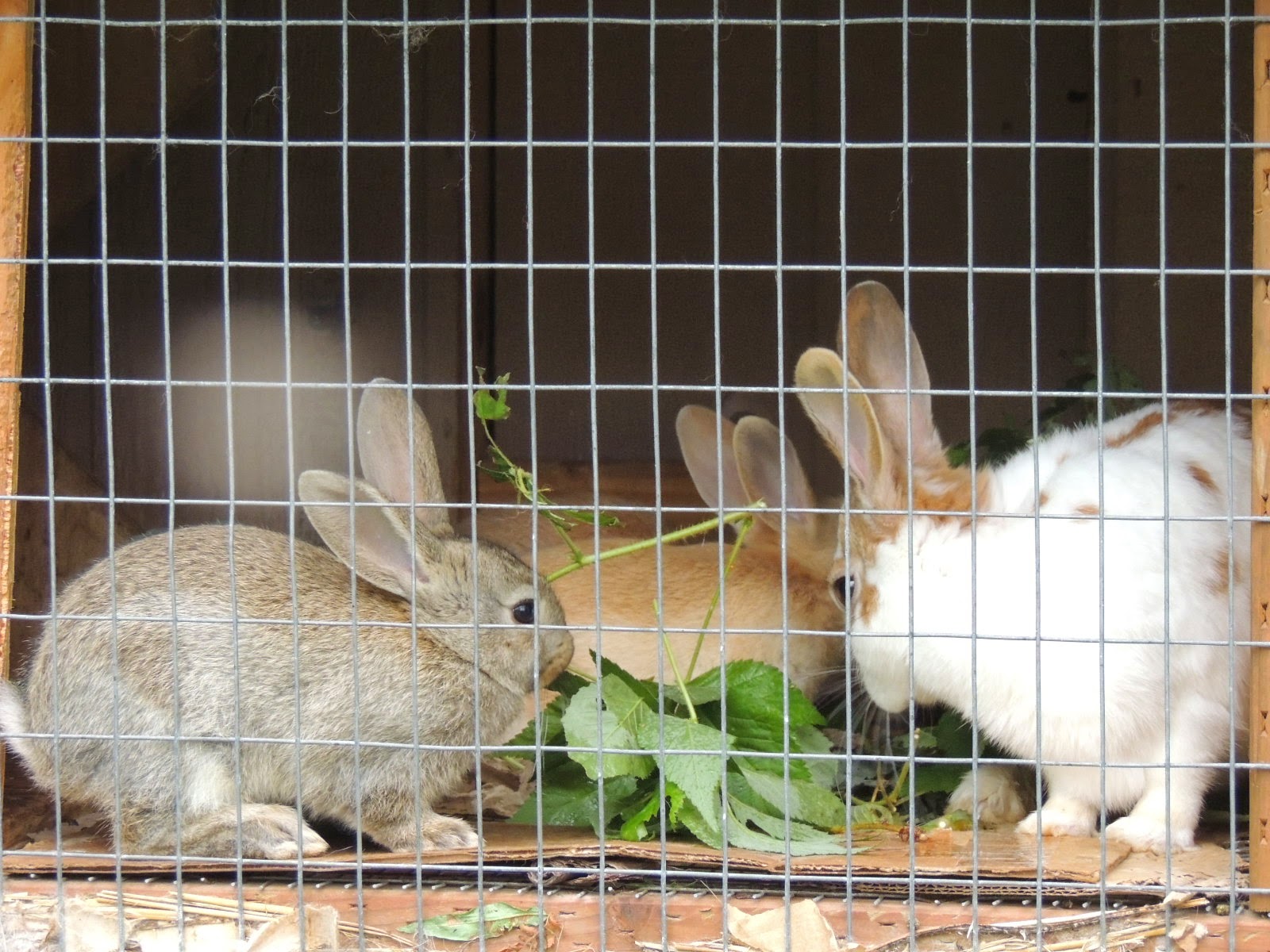 Alaska Bush Life, OffRoad, OffGrid Winter Rabbits Live in a Hen